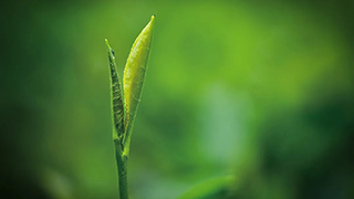 這片樹葉，改變了世界！