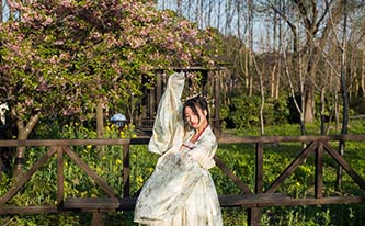 徜徉櫻花花海，來場動漫之旅