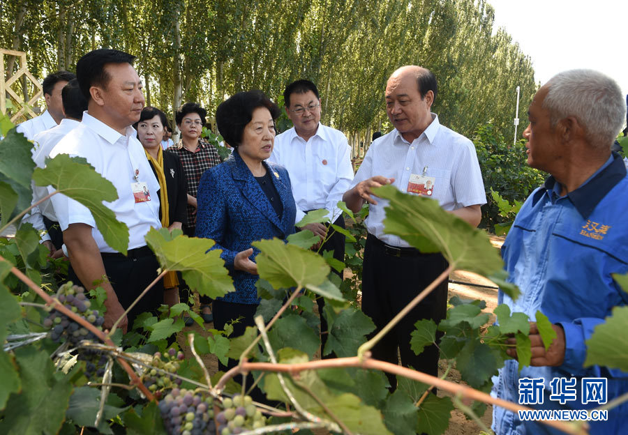 8月9日，中共中央政治局委員、中央統(tǒng)戰(zhàn)部部長、中央代表團副團長孫春蘭率中央代表團三分團，先后赴內(nèi)蒙古自治區(qū)烏海市、阿拉善盟看望各族干部群眾。這是孫春蘭在烏海市漢森酒業(yè)集團的葡萄種植園了解葡萄種植情況。新華社記者 任軍川 攝