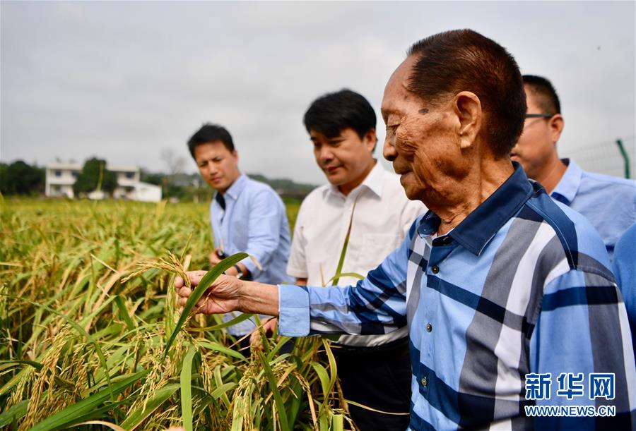 （新華視點(diǎn)·圖文互動(dòng)）（2）國(guó)家科技獎(jiǎng)3項(xiàng)授予“水稻科學(xué)家”，預(yù)示百姓飯碗將發(fā)生哪些革命？