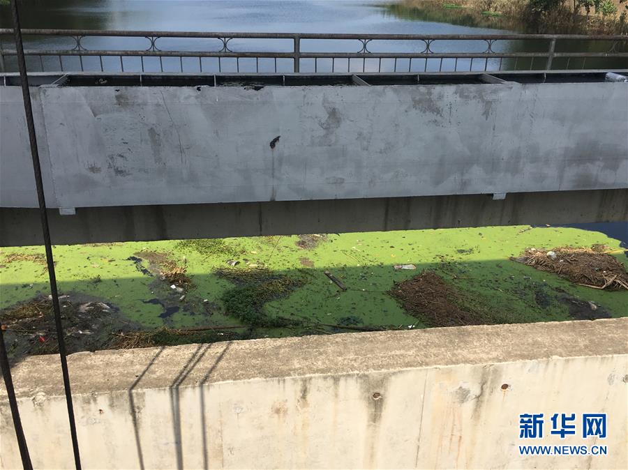 （新華視點(diǎn)·圖文互動(dòng)）（2）上游洪水來(lái)襲下游魚蟹死亡，泄洪為何變泄污？