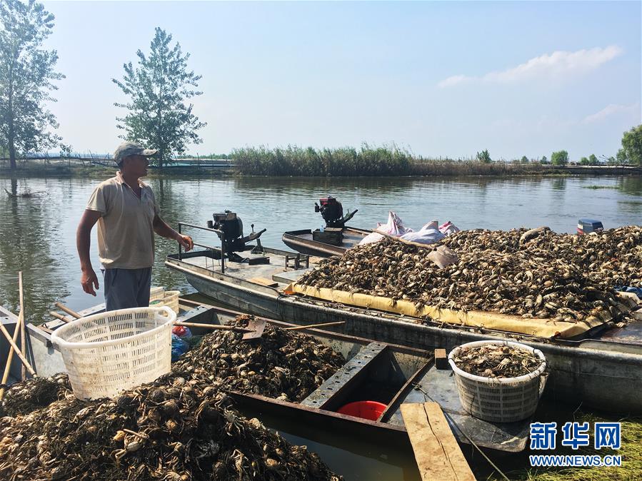 （新華視點(diǎn)·圖文互動(dòng)）（1）上游洪水來(lái)襲下游魚蟹死亡，泄洪為何變泄污？