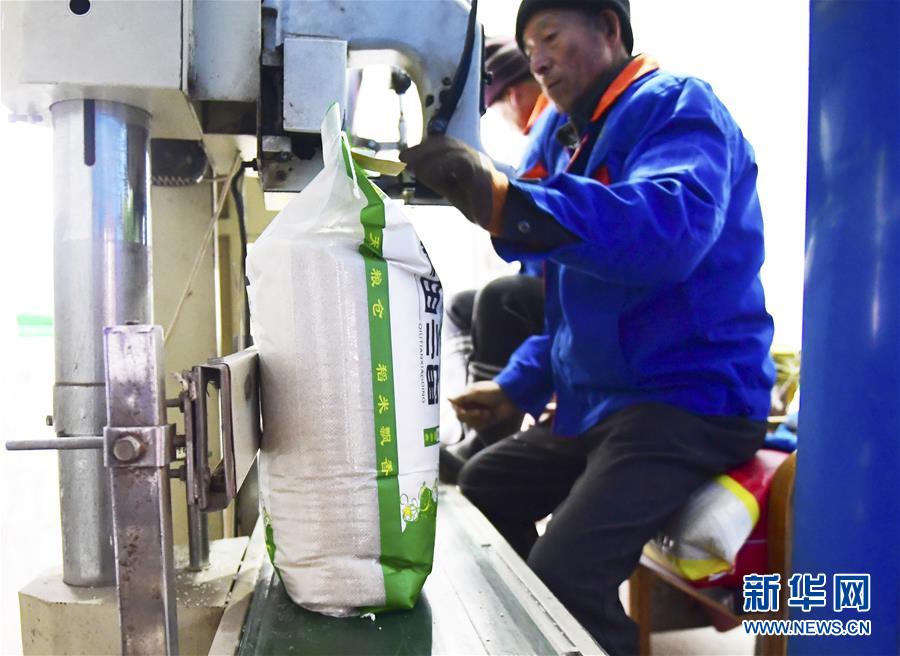 （在習近平新時代中國特色社會主義思想指引下——新時代新作為新篇章·鄉(xiāng)村振興戰(zhàn)略·圖文互動）（3）吉林榆樹：產(chǎn)糧“冠軍縣”大旱之年從容應(yīng)對減產(chǎn)考驗
