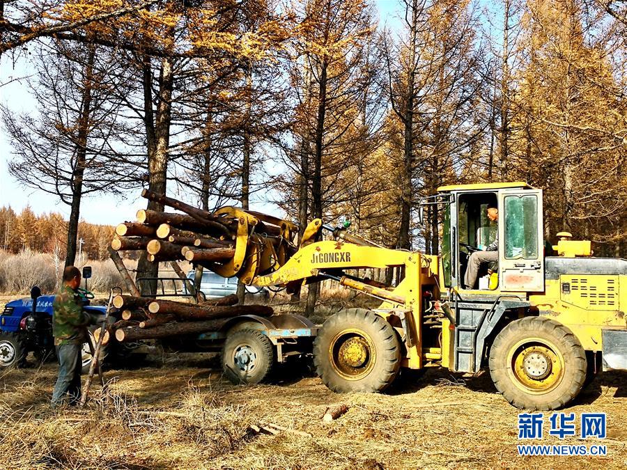 （新華全媒頭條·圖文互動）（7）那一抹綠色，走進(jìn)越來越多人心里——河北塞罕壩續(xù)寫新時代綠色傳奇
