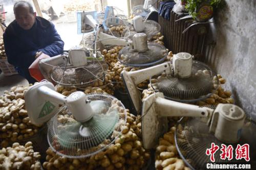 資料圖：山西太原蔬菜批發(fā)市場，姜販用多臺(tái)電風(fēng)扇風(fēng)干新鮮潮濕的生姜。<a target='_blank' ><p  align=
