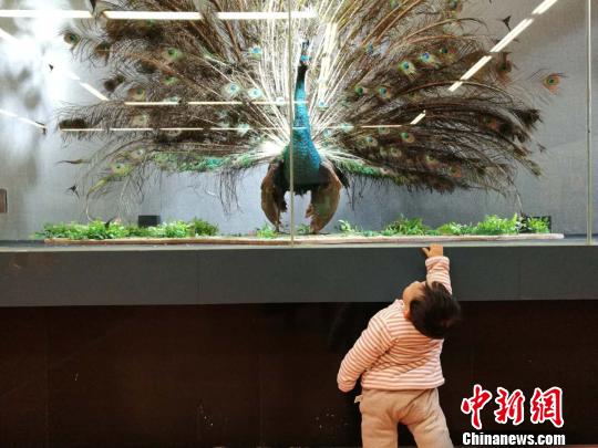 圖為展覽現(xiàn)場(chǎng)?！『h(yuǎn)航 攝