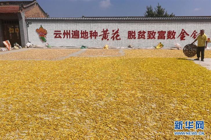 （在習(xí)近平新時代中國特色社會主義思想指引下——新時代新作為新篇章·鄉(xiāng)村振興戰(zhàn)略·圖文互動）（2）一株忘憂草，萬家喜眉梢——山西省大同市云州區(qū)黃花產(chǎn)業(yè)扶貧觀察