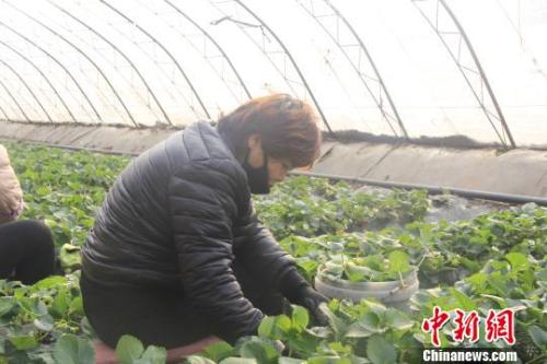 正值隆冬時節(jié)，山西省長治市長子縣天寒地凍，最低氣溫已有零下十幾度，當(dāng)?shù)氐氖卟舜笈飪?nèi)卻“春意盎然”、生機(jī)勃勃?！⊥蹙S寧 攝