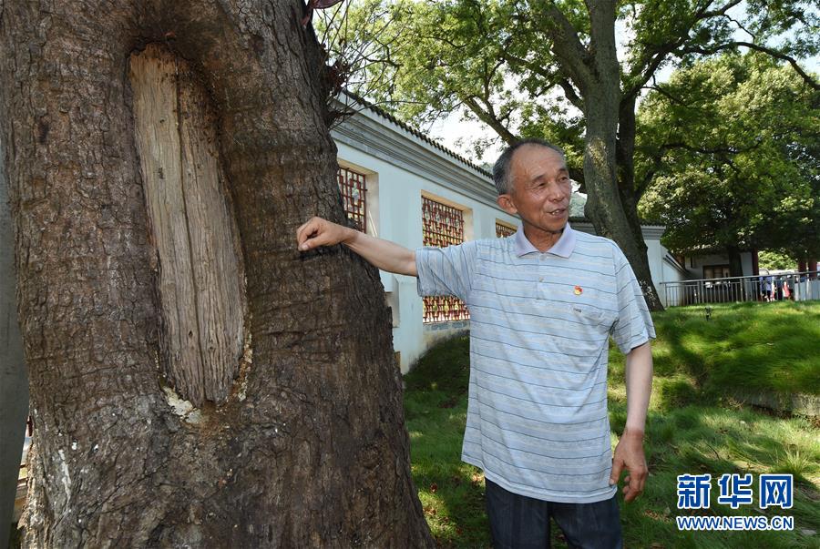 （壯麗70年·奮斗新時代——記者再走長征路·圖文互動）（2）“紅軍樹”下憶初心、守初心