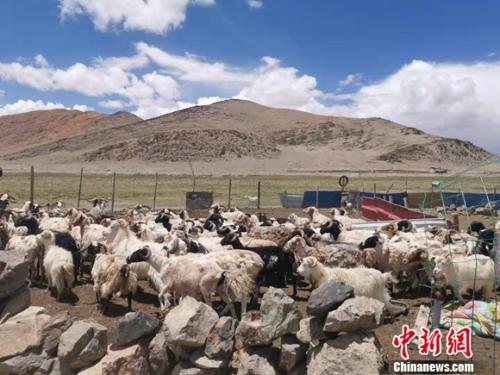 圖為羊群正從羊圈里出來。 謝藝觀 攝