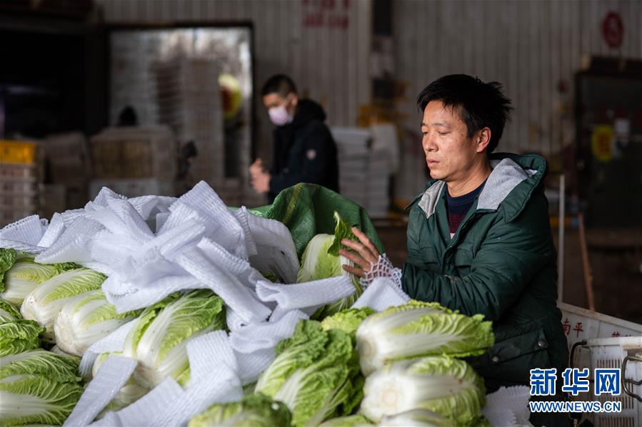 （抓好春耕備耕 穩(wěn)住農(nóng)業(yè)生產(chǎn)·圖文互動）（2）“栽種的是菜苗，收獲的是希望”——云南蔬菜集散地通?？h春耕見聞 