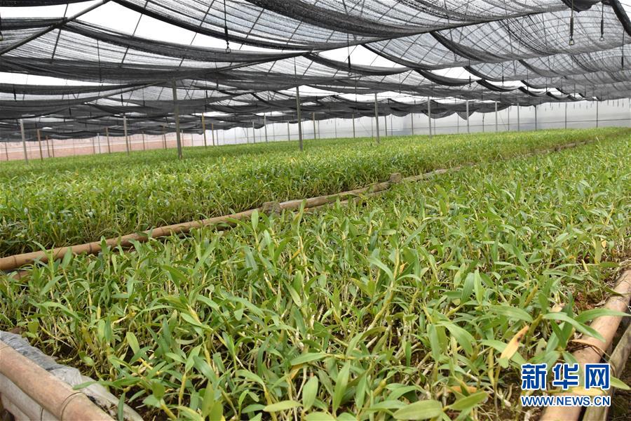 （決戰(zhàn)決勝脫貧攻堅·圖文互動）（1）這個脫貧縣的石頭為何比土金貴？
