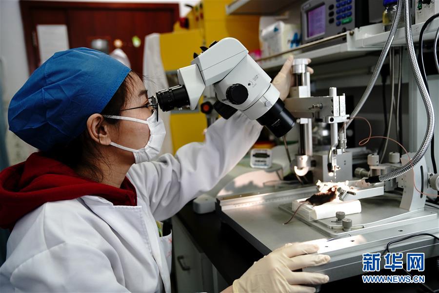 （圖文互動(dòng)）（2）攻擊行為如何被大腦控制？科學(xué)家在小鼠大腦中發(fā)現(xiàn)“調(diào)節(jié)開(kāi)關(guān)”