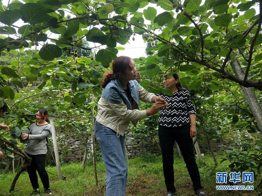 （新華全媒頭條·圖文互動）（10）初夏，循著總書記的腳步探訪產(chǎn)業(yè)扶貧新事