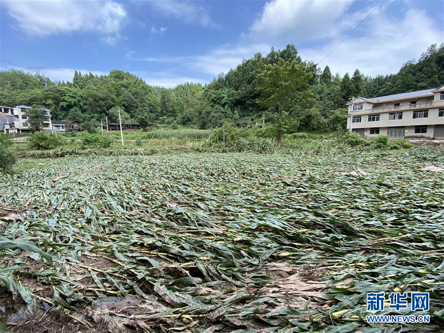（防汛抗洪·圖文互動(dòng)）（4）山洪襲來(lái)前，澧水河畔大轉(zhuǎn)移