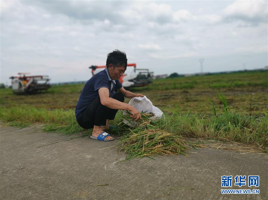（新華視點(diǎn)·聚焦餐桌外的浪費(fèi)·圖文互動(dòng)）（1）顆粒歸倉為何難實(shí)現(xiàn)？我國糧食收割環(huán)節(jié)損失驚人