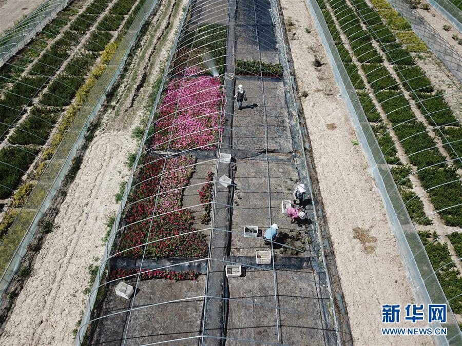 （新華全媒頭條·走向我們的小康生活·圖文互動(dòng)）（1）“苦甲”不再，“甘味”綿長(zhǎng)——脫貧攻堅(jiān)的甘肅味道