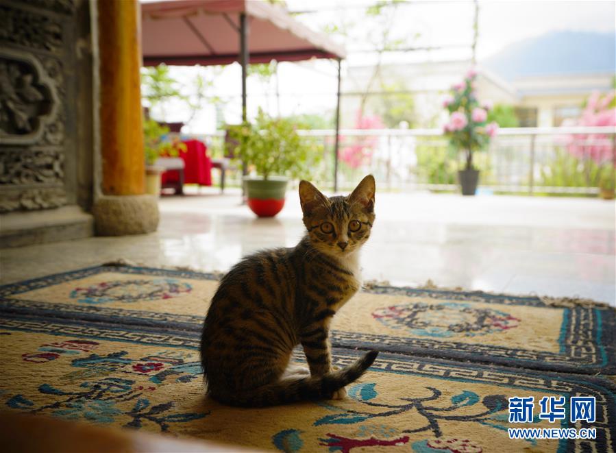 （走向我們的小康生活·決戰(zhàn)決勝脫貧攻堅(jiān)·圖文互動(dòng)）（3）甘青交界處的跨越——保安族、撒拉族的脫貧故事