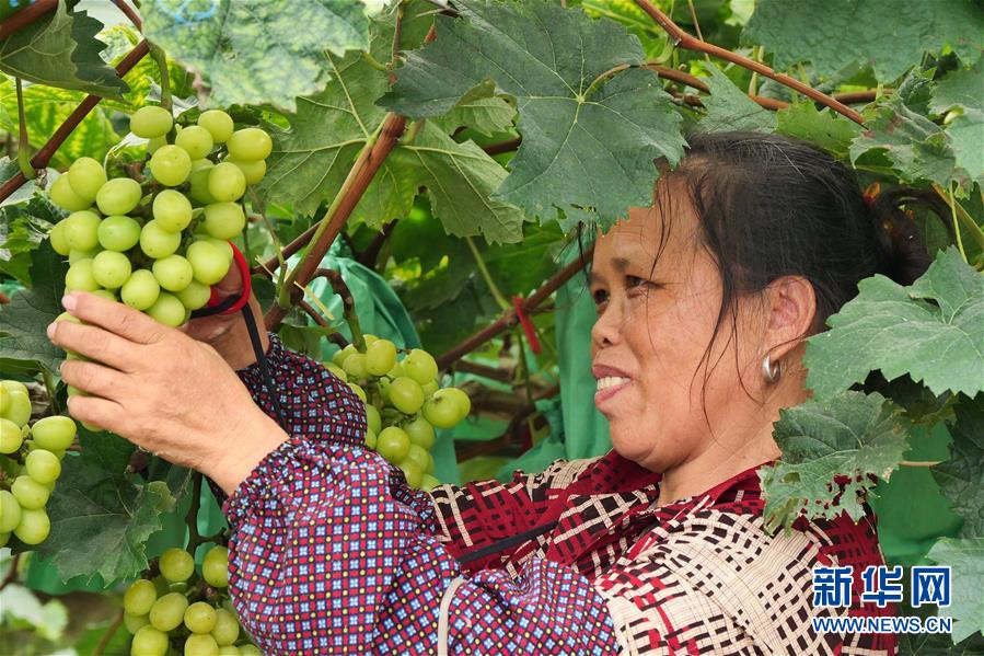 （決戰(zhàn)決勝脫貧攻堅(jiān)·圖文互動）（2）同飲一江水 攜手“斬窮根”——深圳對口廣西河池、百色扶貧協(xié)作見聞