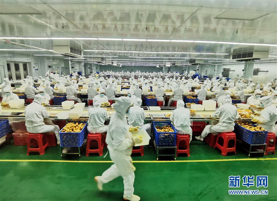 （決戰(zhàn)決勝脫貧攻堅(jiān)·圖文互動）（8）同飲一江水 攜手“斬窮根”——深圳對口廣西河池、百色扶貧協(xié)作見聞