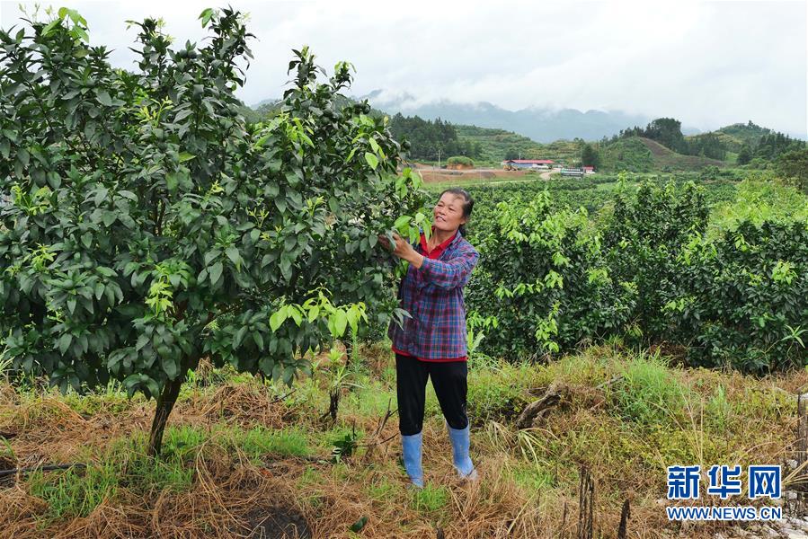 （決戰(zhàn)決勝脫貧攻堅(jiān)·圖文互動）（10）同飲一江水 攜手“斬窮根”——深圳對口廣西河池、百色扶貧協(xié)作見聞