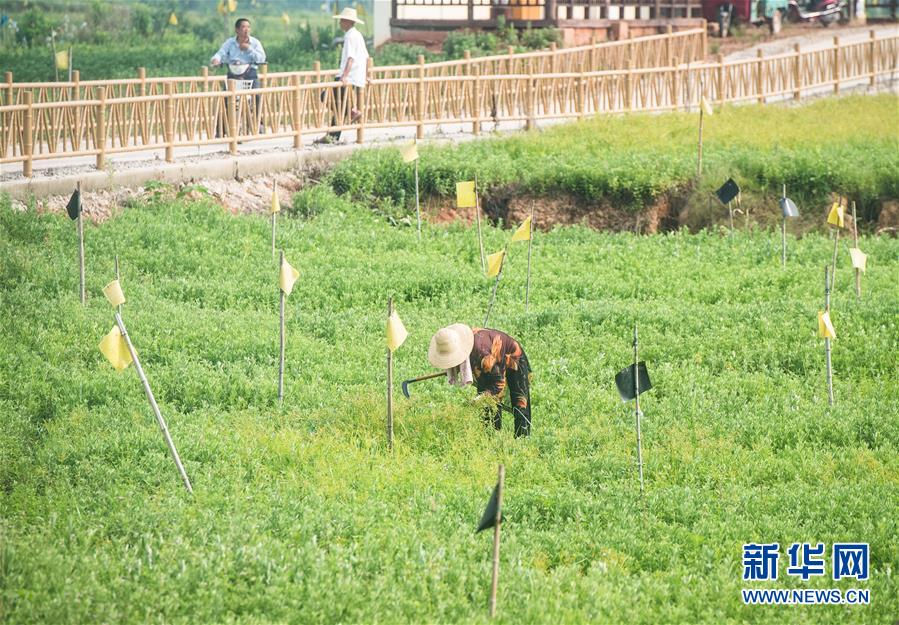 （新華全媒頭條·走向我們的小康生活·圖文互動(dòng)）（9）特殊之年，荊楚大地書(shū)寫(xiě)不平凡的答卷