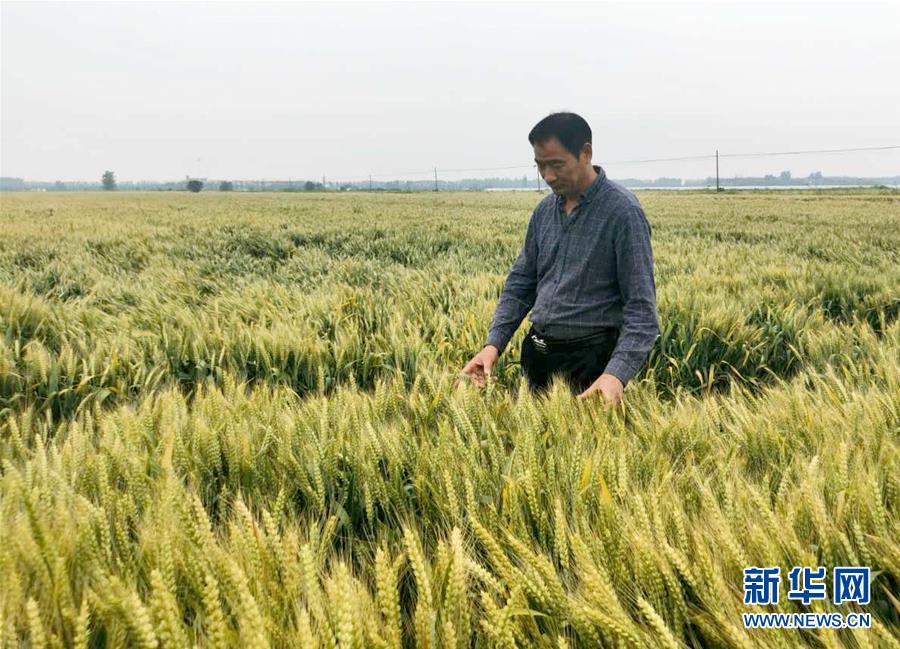 （在習近平新時代中國特色社會主義思想指引下——新時代新作為新篇章·習近平總書記關切事·圖文互動）（1）新農(nóng)事、新希望——夏收前田間新動態(tài)掃描