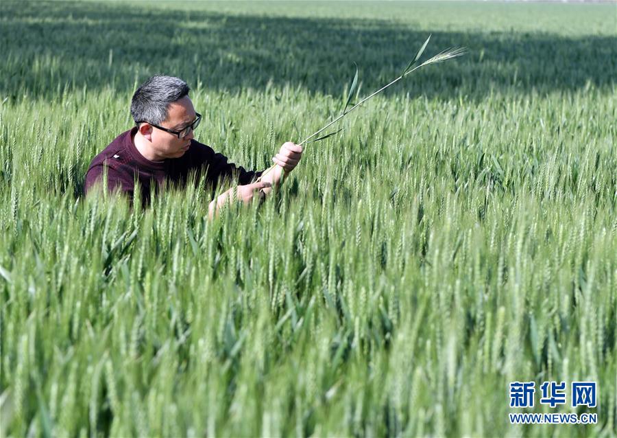 （在習近平新時代中國特色社會主義思想指引下——新時代新作為新篇章·習近平總書記關切事·圖文互動）（5）新農(nóng)事、新希望——夏收前田間新動態(tài)掃描