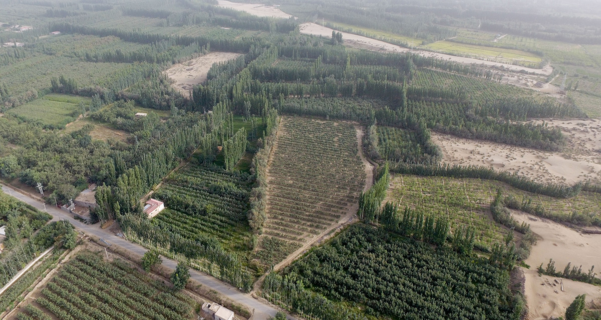 “綠口袋”扎緊了風口，逼退了黃沙——一個南疆沙漠村莊的扶貧觀察