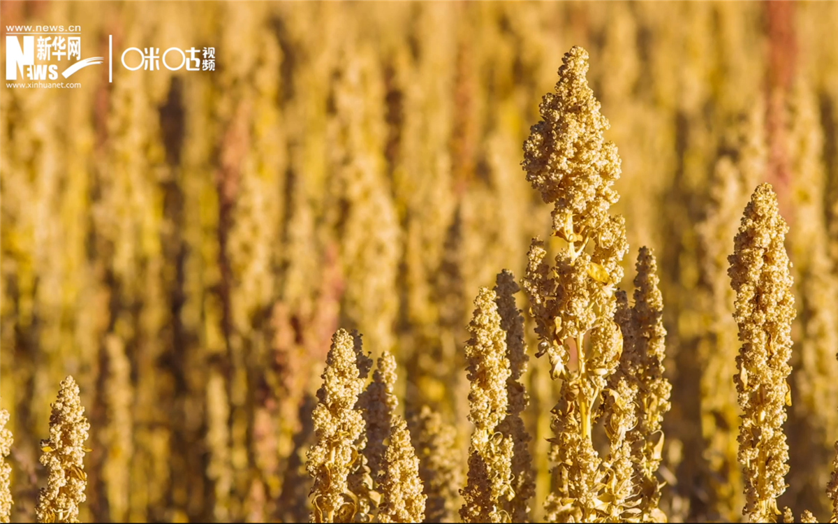 藜麥有極強(qiáng)的環(huán)境適應(yīng)能力和低成本、高回報(bào)的種植模式