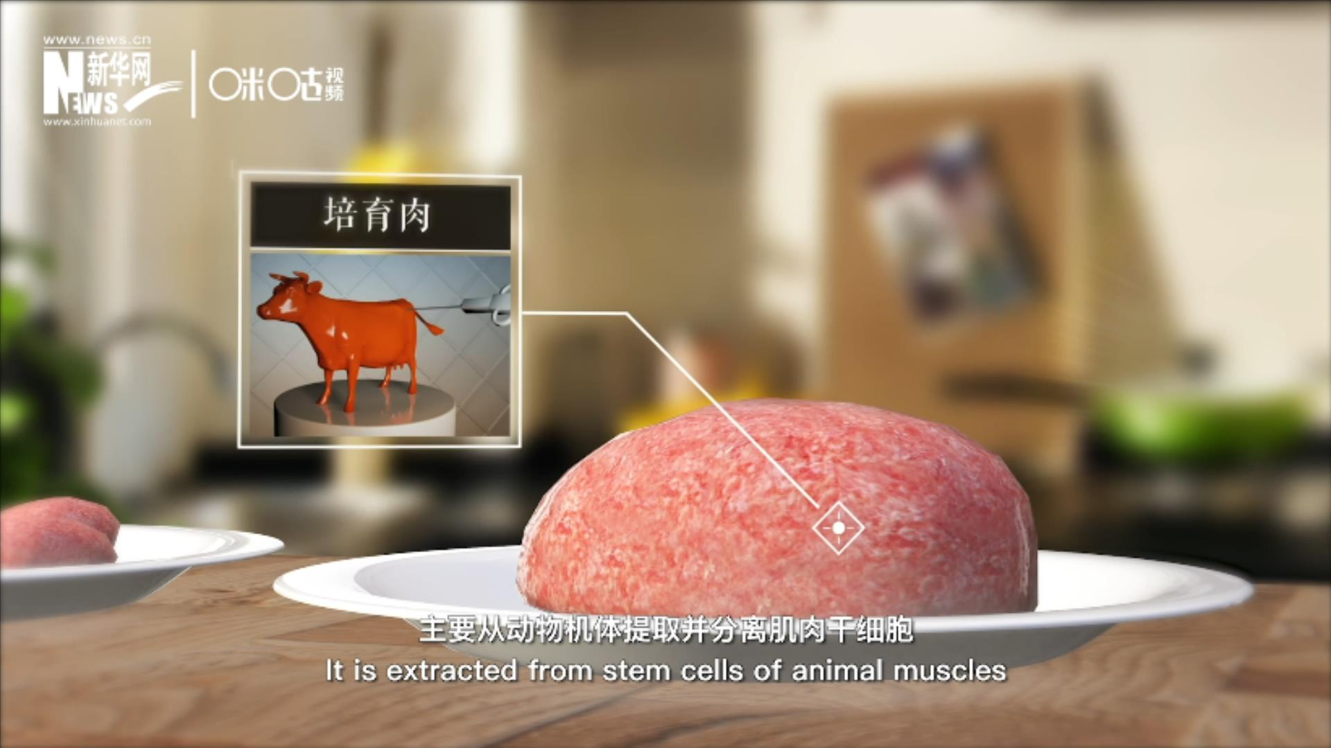 培育肉主要是從動物機體提取并分離肌肉干細胞，在實驗室里培養(yǎng)而成