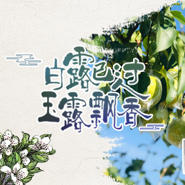 白露已過，玉露飄香