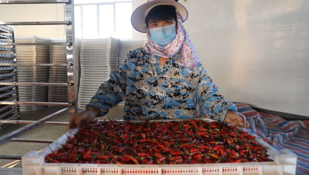 你怎么“辣”么好看！小辣椒映紅脫貧路