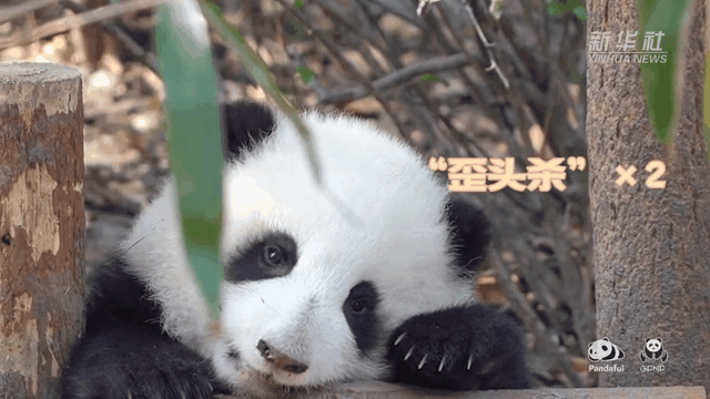 請注意，前方有滾滾發(fā)起近距離“歪頭殺”