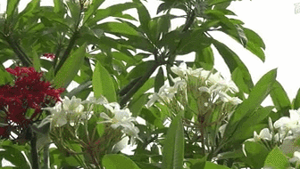 云南西雙版納：雞蛋花盛開(kāi)！帶你看看一樹(shù)多花的奇觀